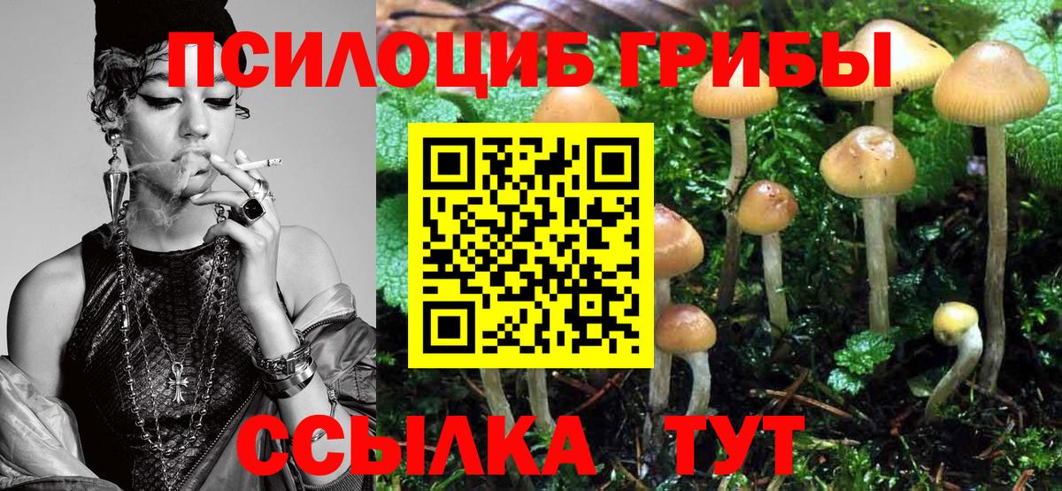 Псилоцибиновые грибы Psilocybine cubensis Полысаево